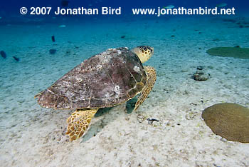 Loggerhead Sea turtle [Caretta caretta]