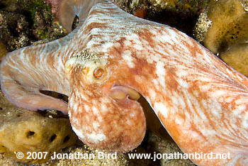 Caribbean Reef Octopus [octopus briareus]