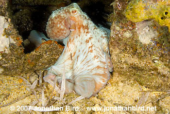 Caribbean Reef Octopus [octopus briareus]