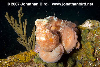 Caribbean Reef Octopus [octopus briareus]