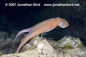 Caribbean Reef Octopus [octopus briareus]