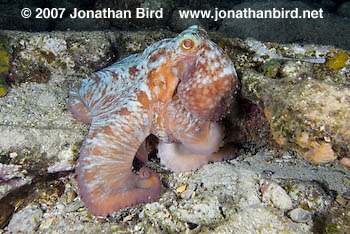 Caribbean Reef Octopus [octopus briareus]