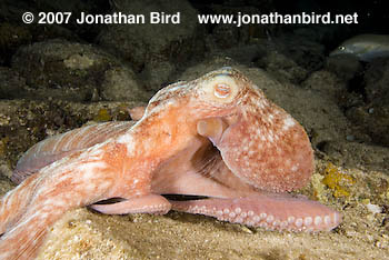 Caribbean Reef Octopus [octopus briareus]