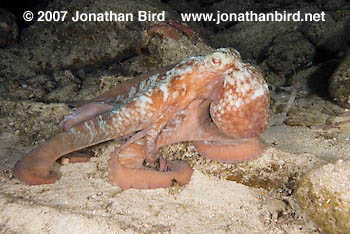 Caribbean Reef Octopus [octopus briareus]