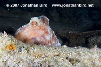 Caribbean Reef Octopus [octopus briareus]