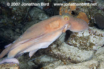 Caribbean Reef Octopus [octopus briareus]