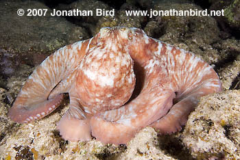 Caribbean Reef Octopus [octopus briareus]