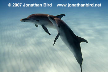 Atlantic Spotted Dolphin [Stenella frontalis]