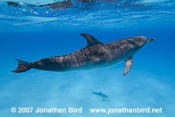 Atlantic Spotted Dolphin [Stenella frontalis]