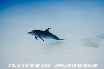 Atlantic Spotted Dolphin [Stenella frontalis]