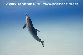 Atlantic Spotted Dolphin [Stenella frontalis]