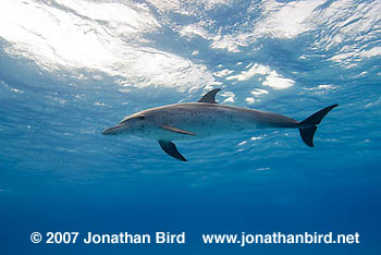 Atlantic Spotted Dolphin [Stenella frontalis]