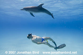 Atlantic Spotted Dolphin [Stenella frontalis]