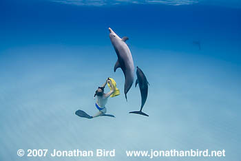 Atlantic Spotted Dolphin [Stenella frontalis]