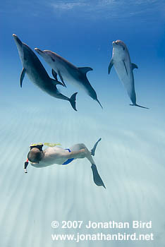 Atlantic Spotted Dolphin [Stenella frontalis]