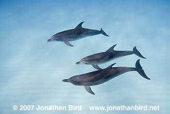 Atlantic Spotted Dolphin [Stenella frontalis]