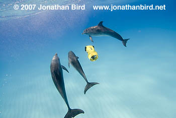 Atlantic Spotted Dolphin [Stenella frontalis]