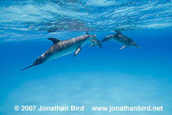 Atlantic Spotted Dolphin [Stenella frontalis]