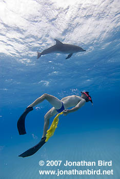 Atlantic Spotted Dolphin [Stenella frontalis]