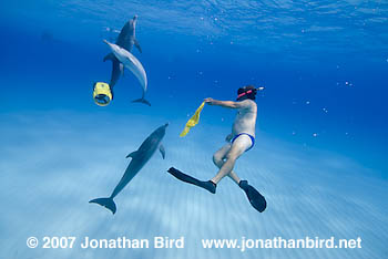 Atlantic Spotted Dolphin [Stenella frontalis]