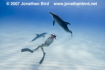 Atlantic Spotted Dolphin [Stenella frontalis]