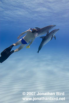 Atlantic Spotted Dolphin [Stenella frontalis]