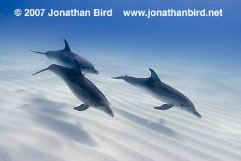 Atlantic Spotted Dolphin [Stenella frontalis]