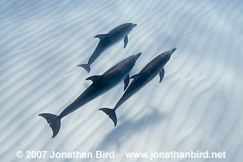 Atlantic Spotted Dolphin [Stenella frontalis]