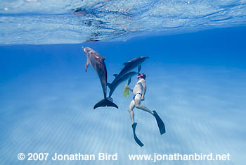 Atlantic Spotted Dolphin [Stenella frontalis]