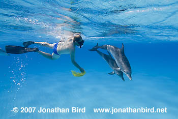 Atlantic Spotted Dolphin [Stenella frontalis]