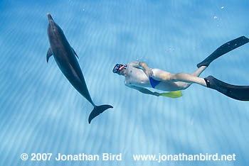 Atlantic Spotted Dolphin [Stenella frontalis]