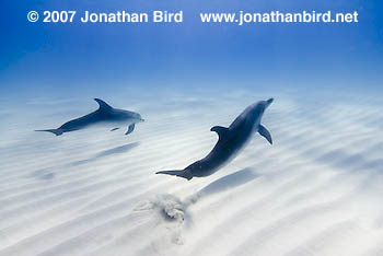 Atlantic Spotted Dolphin [Stenella frontalis]