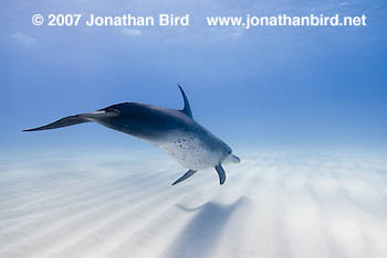 Atlantic Spotted Dolphin [Stenella frontalis]