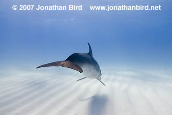 Atlantic Spotted Dolphin [Stenella frontalis]