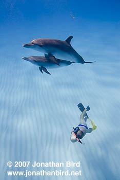 Atlantic Spotted Dolphin [Stenella frontalis]