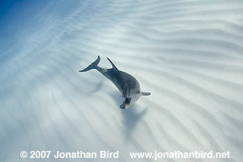 Atlantic Spotted Dolphin [Stenella frontalis]