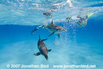 Atlantic Spotted Dolphin [Stenella frontalis]