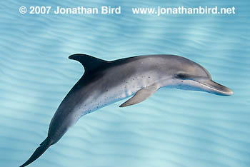 Atlantic Spotted Dolphin [Stenella frontalis]