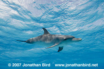 Atlantic Spotted Dolphin [Stenella frontalis]