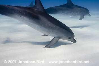 Atlantic Spotted Dolphin [Stenella frontalis]