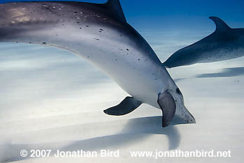 Atlantic Spotted Dolphin [Stenella frontalis]