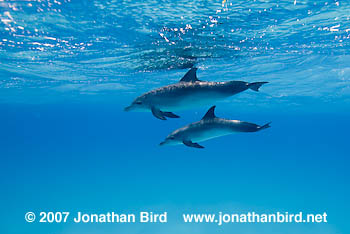 Atlantic Spotted Dolphin [Stenella frontalis]