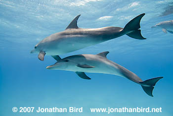 Atlantic Spotted Dolphin [Stenella frontalis]