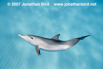 Atlantic Spotted Dolphin [Stenella frontalis]