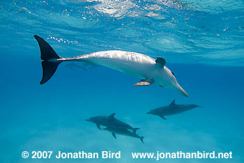 Atlantic Spotted Dolphin [Stenella frontalis]