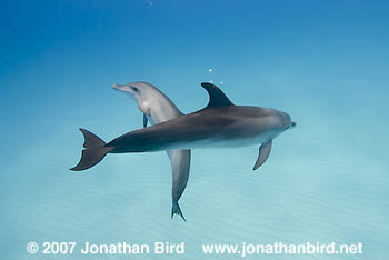 Atlantic Spotted Dolphin [Stenella frontalis]