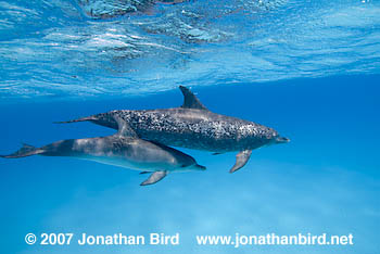 Atlantic Spotted Dolphin [Stenella frontalis]