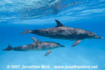 Atlantic Spotted Dolphin [Stenella frontalis]