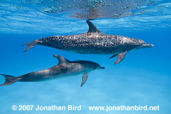 Atlantic Spotted Dolphin [Stenella frontalis]