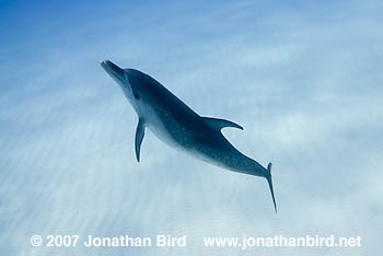 Atlantic Spotted Dolphin [Stenella frontalis]